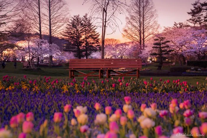 Beauty Of Blooming Sakuras Captured In Gorgeous Pictures