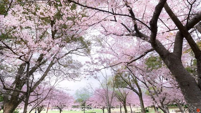 Beauty Of Blooming Sakuras Captured In Gorgeous Pictures