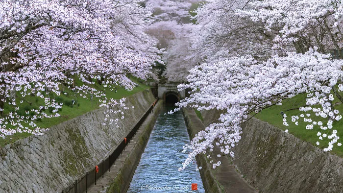 Beauty Of Blooming Sakuras Captured In Gorgeous Pictures