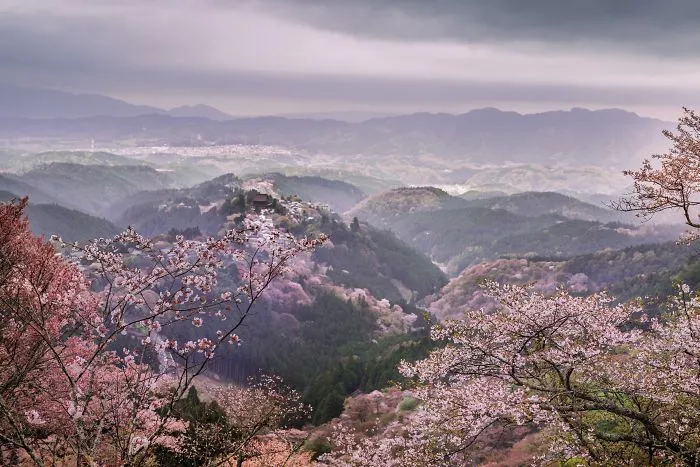 Beauty Of Blooming Sakuras Captured In Gorgeous Pictures