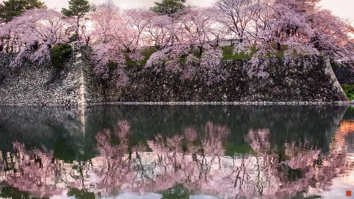 Beauty Of Blooming Sakuras Captured In Gorgeous Pictures
