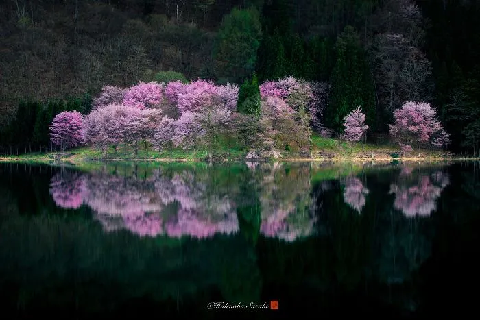 Beauty Of Blooming Sakuras Captured In Gorgeous Pictures