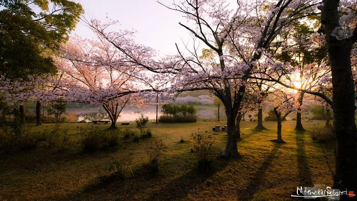 Beauty Of Blooming Sakuras Captured In Gorgeous Pictures