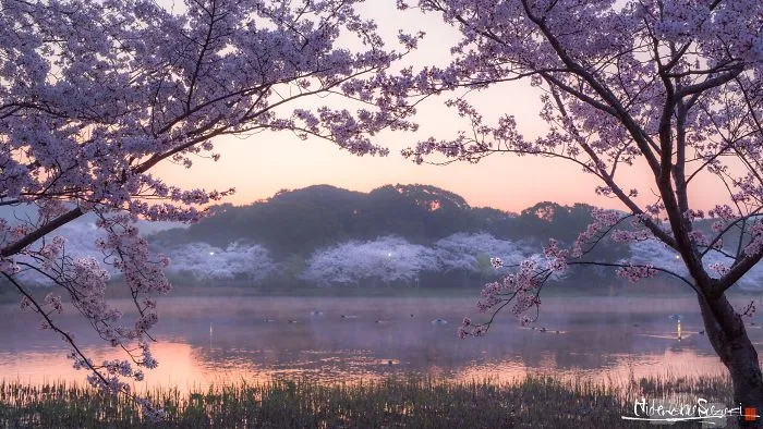 Beauty Of Blooming Sakuras Captured In Gorgeous Pictures