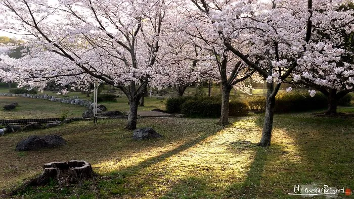 Beauty Of Blooming Sakuras Captured In Gorgeous Pictures
