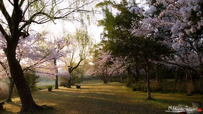 Beauty Of Blooming Sakuras Captured In Gorgeous Pictures