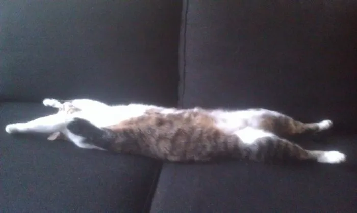 People Are Posting Pics Of Their Cats Stretching, And It’s Hilarious (198 Pics)