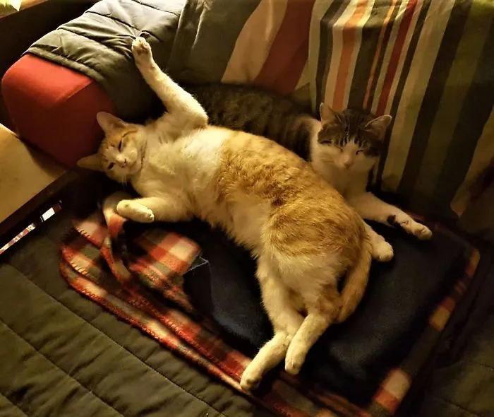 People Are Posting Pics Of Their Cats Stretching, And It’s Hilarious (198 Pics)
