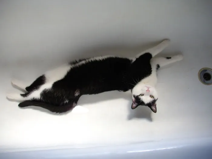 People Are Posting Pics Of Their Cats Stretching, And It’s Hilarious (198 Pics)