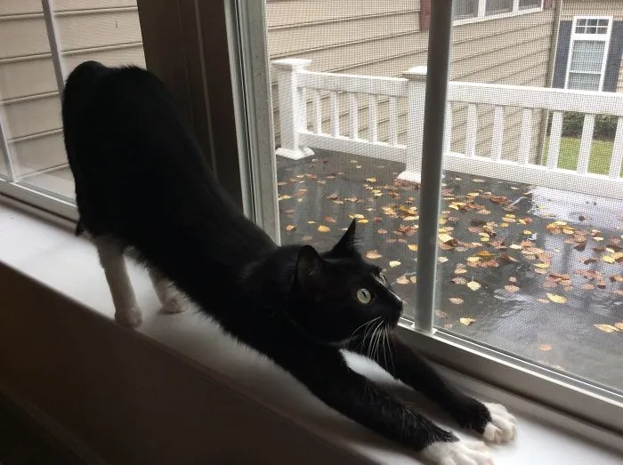 People Are Posting Pics Of Their Cats Stretching, And It’s Hilarious (198 Pics)