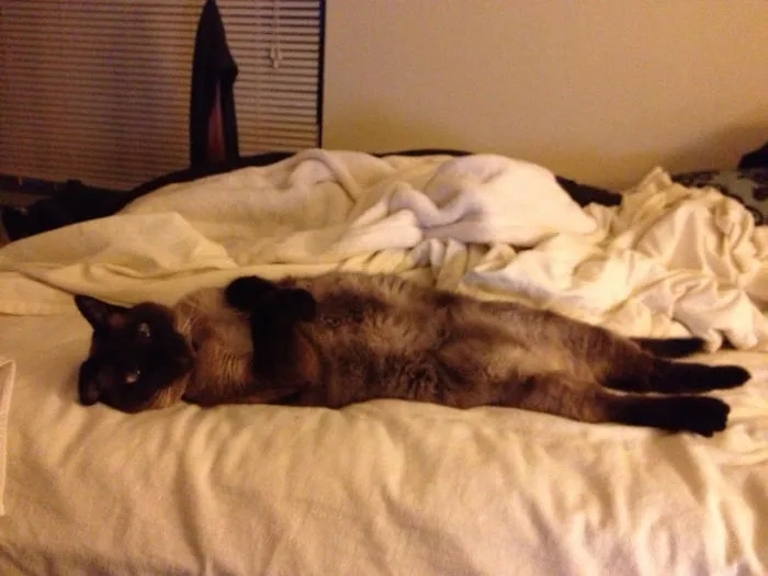 People Are Posting Pics Of Their Cats Stretching, And It’s Hilarious (198 Pics)