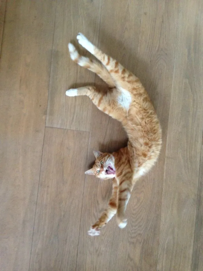 People Are Posting Pics Of Their Cats Stretching, And It’s Hilarious (198 Pics)