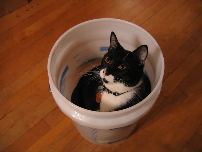 Nay, Human- There Shall Be No Car Washing This Day.