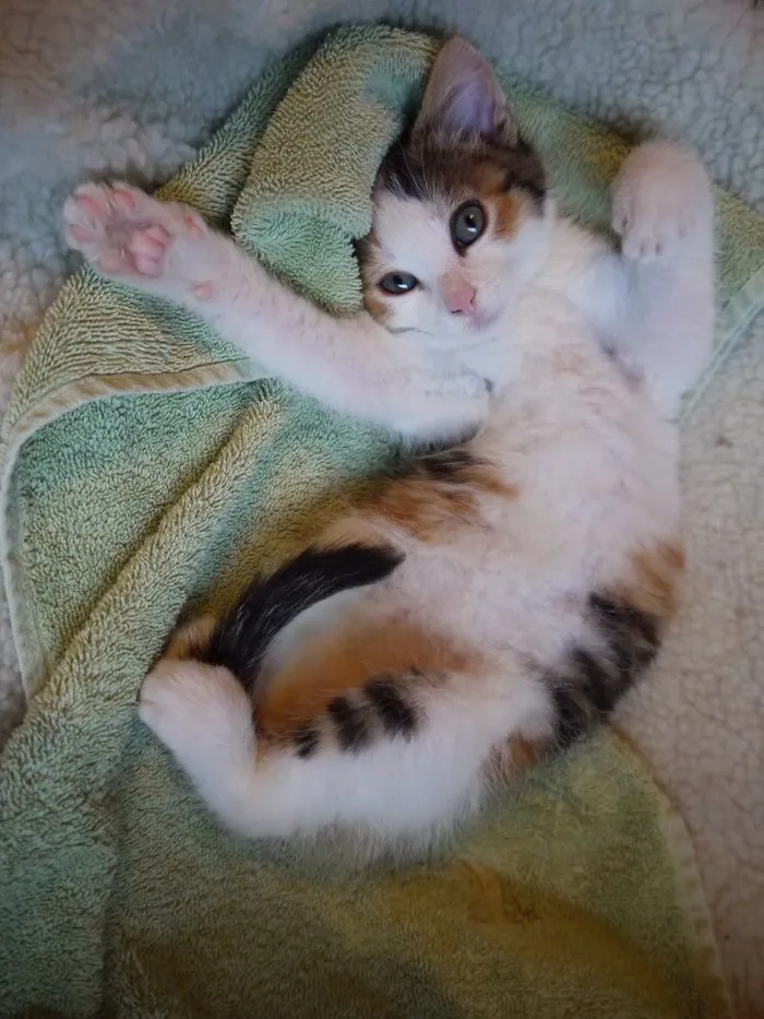 People Are Posting Pics Of Their Cats Stretching, And It’s Hilarious (198 Pics)