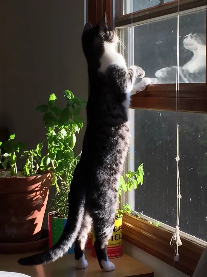 People Are Posting Pics Of Their Cats Stretching, And It’s Hilarious (198 Pics)