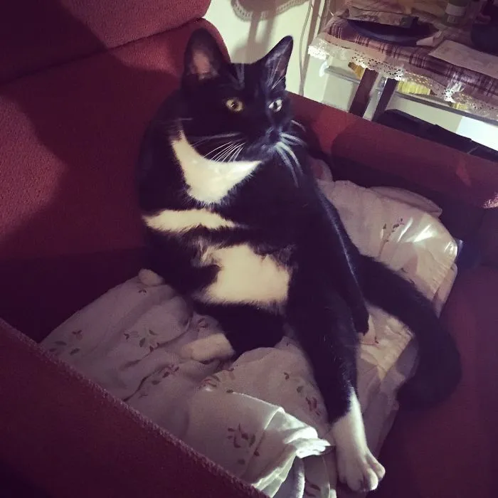 My Albert, When Animal Planet Is On