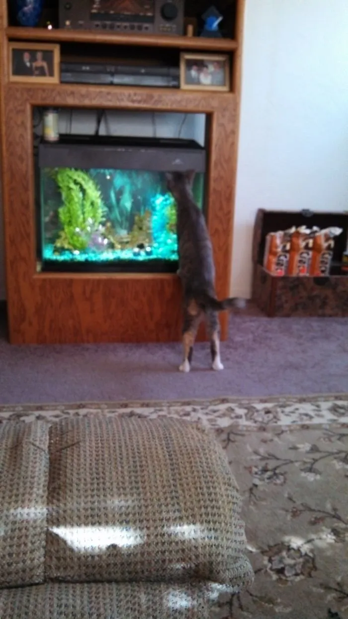 People Are Posting Pics Of Their Cats Stretching, And It’s Hilarious (198 Pics)