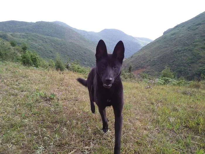 I Have Spent 4 Years Traveling With My Dog