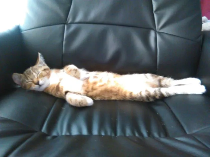 People Are Posting Pics Of Their Cats Stretching, And It’s Hilarious (198 Pics)