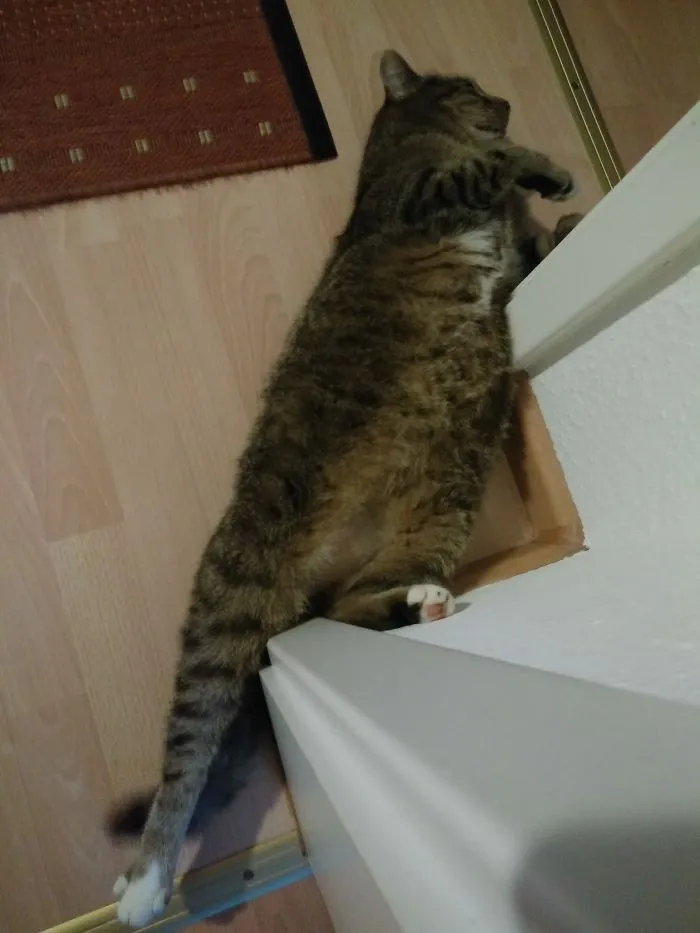 People Are Posting Pics Of Their Cats Stretching, And It’s Hilarious (198 Pics)