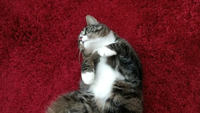 People Are Posting Pics Of Their Cats Stretching, And It’s Hilarious (198 Pics)
