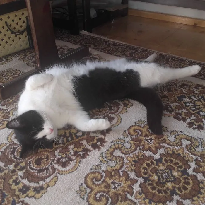 People Are Posting Pics Of Their Cats Stretching, And It’s Hilarious (198 Pics)