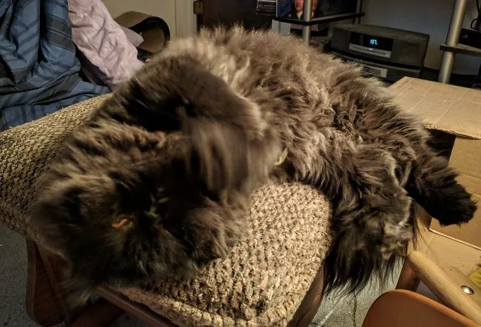 People Are Posting Pics Of Their Cats Stretching, And It’s Hilarious (198 Pics)