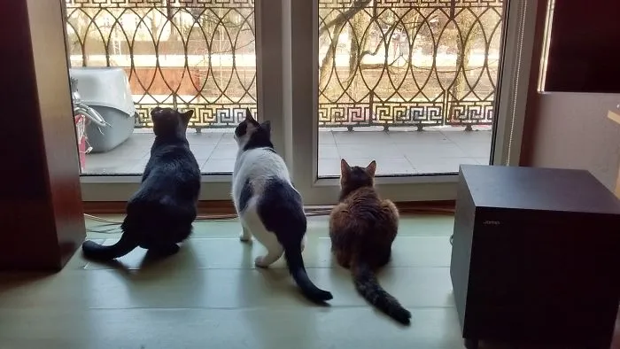 One Bird, 3 Cats