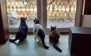 Get A Cat They Said, It Will Be Fun They Said… (Add Yours)