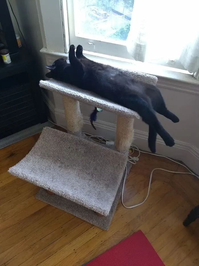 People Are Posting Pics Of Their Cats Stretching, And It’s Hilarious (198 Pics)