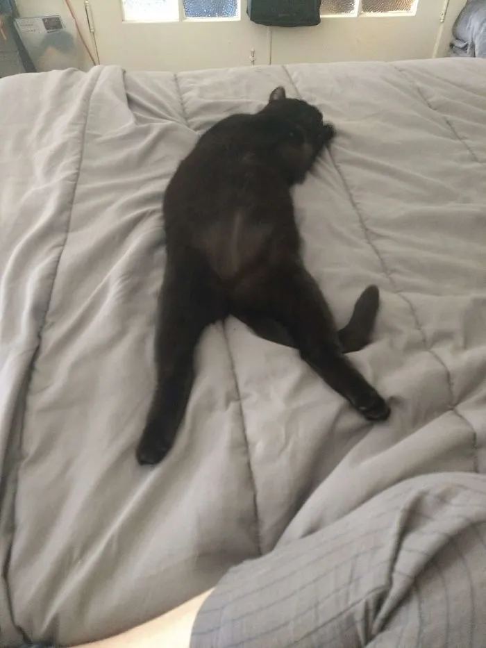 People Are Posting Pics Of Their Cats Stretching, And It’s Hilarious (198 Pics)