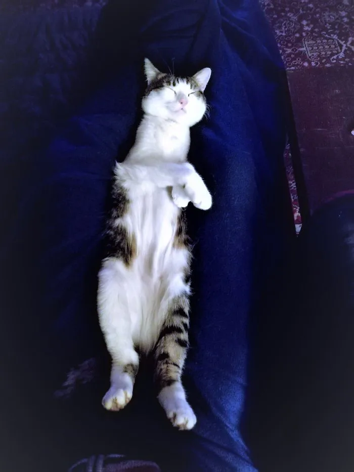 People Are Posting Pics Of Their Cats Stretching, And It’s Hilarious (198 Pics)
