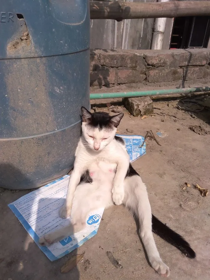 People Are Posting Pics Of Their Cats Stretching, And It’s Hilarious (198 Pics)