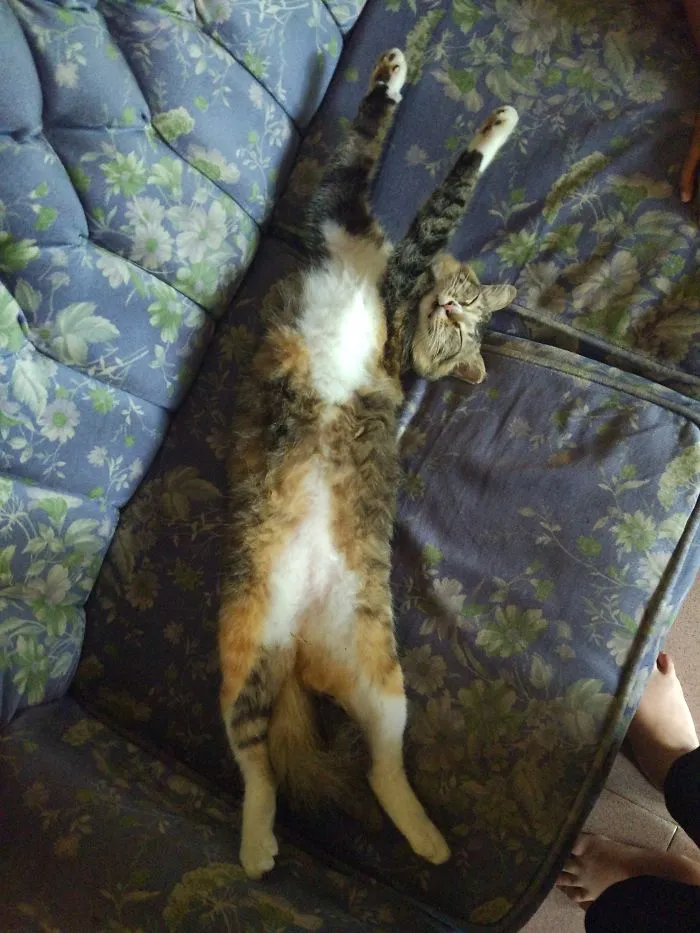 People Are Posting Pics Of Their Cats Stretching, And It’s Hilarious (198 Pics)
