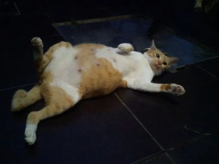 People Are Posting Pics Of Their Cats Stretching, And It’s Hilarious (198 Pics)