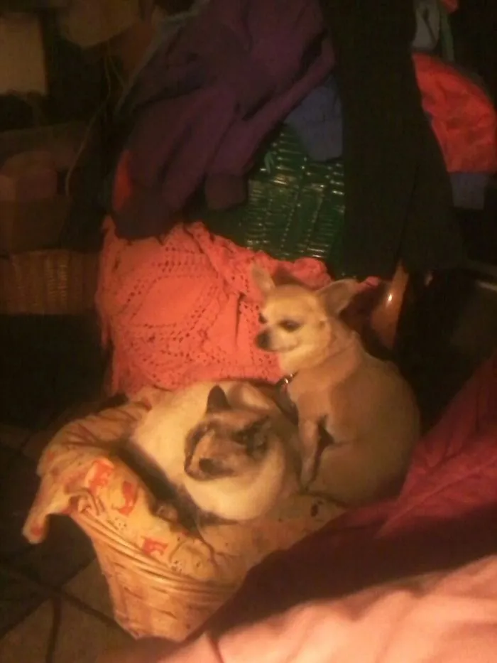 It's The Dog's Bed