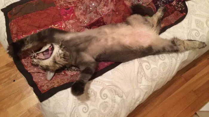 People Are Posting Pics Of Their Cats Stretching, And It’s Hilarious (198 Pics)