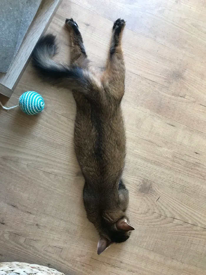 People Are Posting Pics Of Their Cats Stretching, And It’s Hilarious (198 Pics)