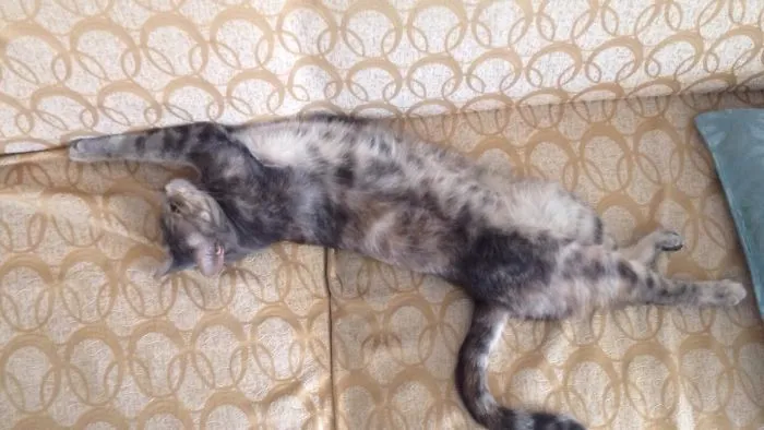 People Are Posting Pics Of Their Cats Stretching, And It’s Hilarious (198 Pics)