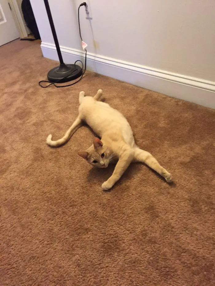 People Are Posting Pics Of Their Cats Stretching, And It’s Hilarious (198 Pics)