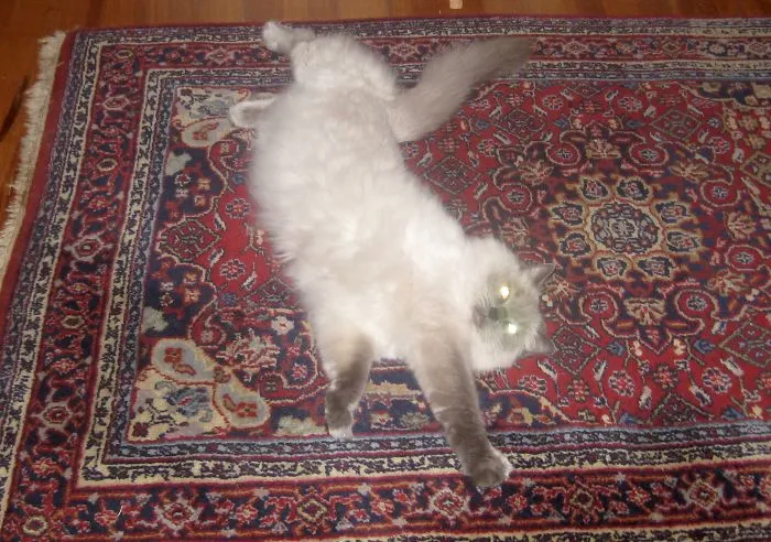 People Are Posting Pics Of Their Cats Stretching, And It’s Hilarious (198 Pics)