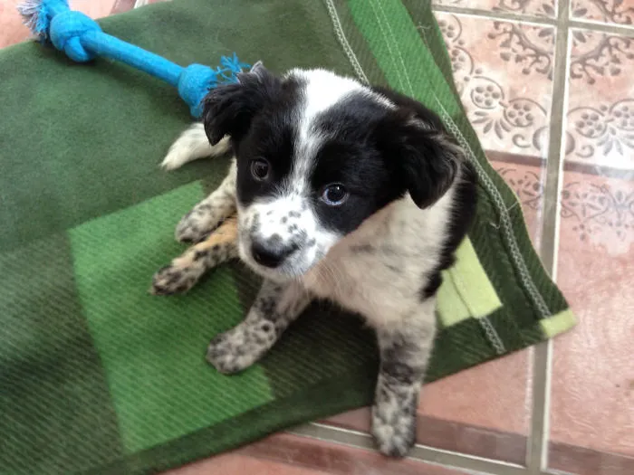 Miracle Puppy Baffles Vets!