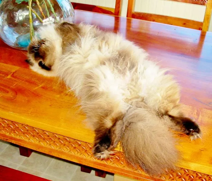 People Are Posting Pics Of Their Cats Stretching, And It’s Hilarious (198 Pics)