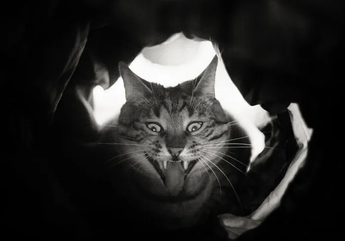 My Favourite Photos With Bobo And Nikita Cats Which I Took In Last Two Years