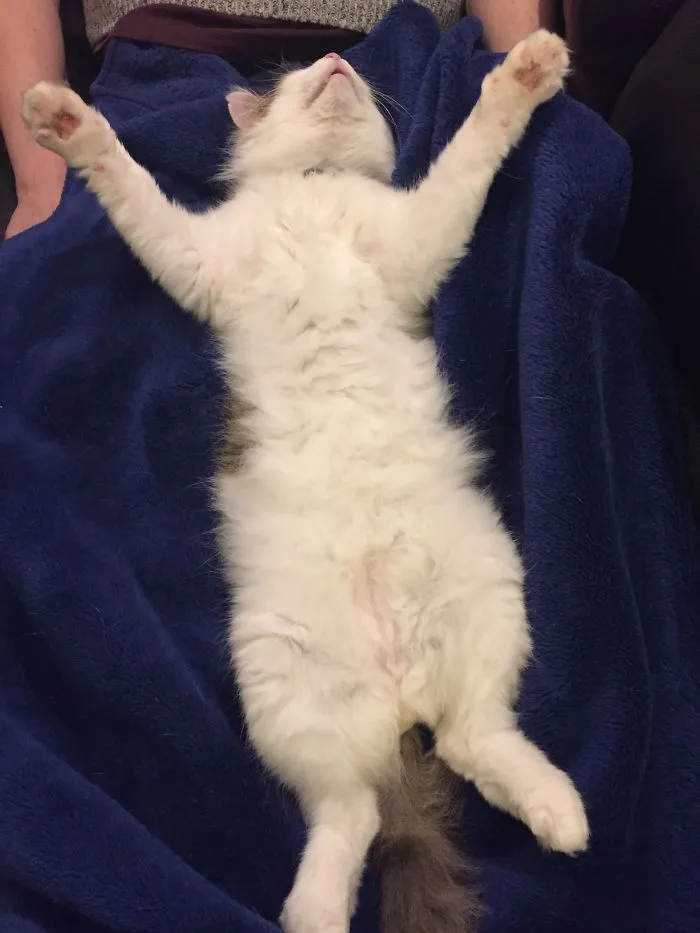 People Are Posting Pics Of Their Cats Stretching, And It’s Hilarious (198 Pics)