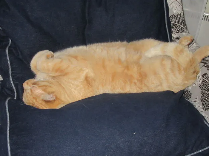 People Are Posting Pics Of Their Cats Stretching, And It’s Hilarious (198 Pics)