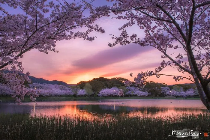 Beauty Of Blooming Sakuras Captured In Gorgeous Pictures