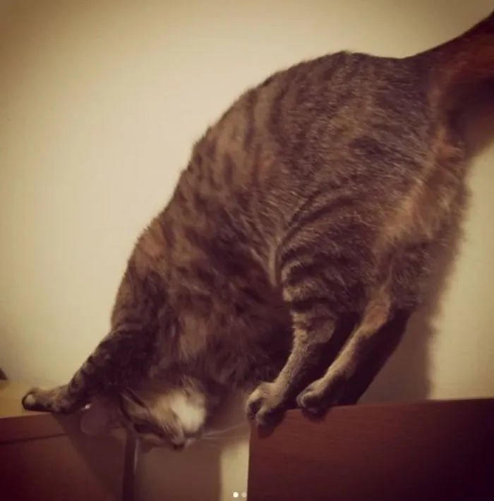 People Are Posting Pics Of Their Cats Stretching, And It’s Hilarious (198 Pics)