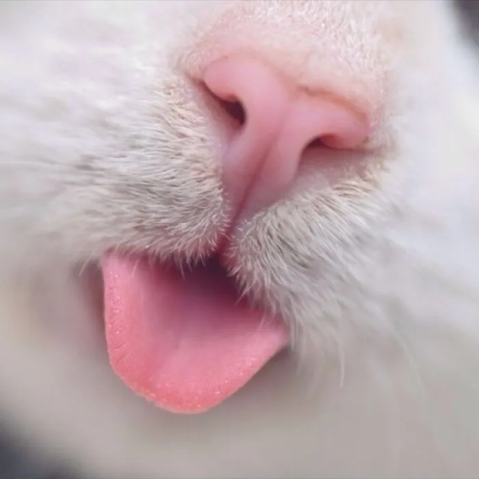 93 Close-Ups Of Cat Noses To Make Your Day