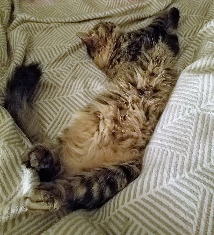 People Are Posting Pics Of Their Cats Stretching, And It’s Hilarious (198 Pics)